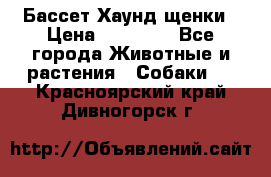 Бассет Хаунд щенки › Цена ­ 20 000 - Все города Животные и растения » Собаки   . Красноярский край,Дивногорск г.